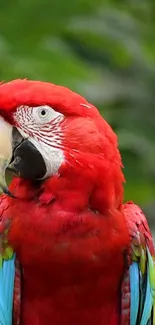 Vibrant scarlet macaw parrot in close-up view with vibrant red feathers.