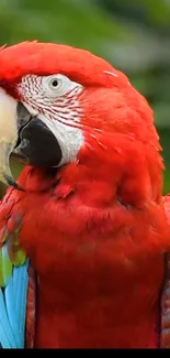 Vivid parrot with red and green plumage, perfect for a lively background.