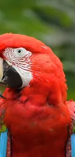 Vibrant red parrot with green background.