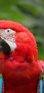 Vibrant red parrot with green background.