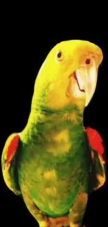 Colorful parrot on a black background wallpaper.