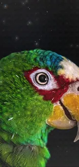 Vibrant green parrot against a dark background.