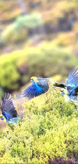 Three parrots with vibrant plumage flying over green foliage.