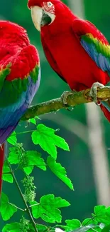 Colorful parrots perched in lush jungle wallpaper.