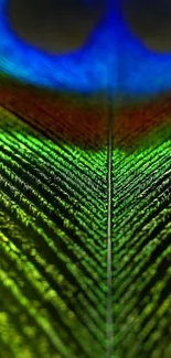 Close-up of colorful peacock feather with vibrant greens and blues.