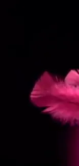 Vivid pink feather design on black background.