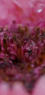 Close-up of a vibrant pink flower wallpaper with detailed textures.