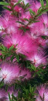 Vivid pink floral wallpaper with blossoms and greenery against a dark background.