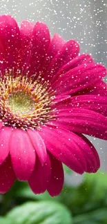 Vivid pink flower close-up with green leaves.