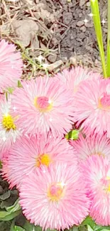 Mobile wallpaper with vibrant pink flowers and green leaves.