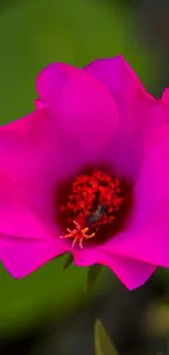 Vivid pink flower with red center on mobile wallpaper.