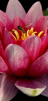 Vivid pink lotus flower with bee on dark background.