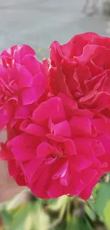 Vibrant pink flowers with rich petals.