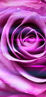 Close-up of a vivid pink rose with intricate petals.