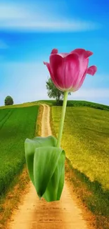 Vibrant pink tulip on a grassy countryside path with blue sky.