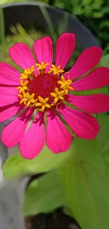 Close-up of a vibrant pink zinnia flower with yellow center.