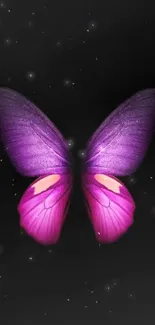 Purple butterfly on dark background, elegant and vivid design.