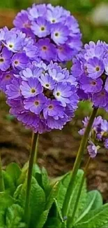 Purple flowers with green leaves wallpaper