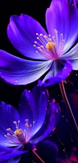 Vivid purple flower blossoms on a dark background in an elegant mobile wallpaper.