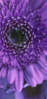 Vivid purple flower with intricate petals.