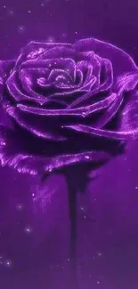 Vivid purple rose with a dark background.