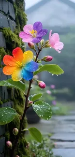 Colorful rainbow flower with vivid petals and dewdrops.