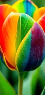 Vibrant rainbow-colored tulip in full bloom.