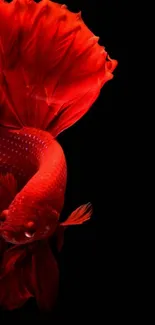 Vibrant red Betta Fish on a black background wallpaper.