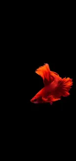 Vibrant red Betta fish on a black background mobile wallpaper.