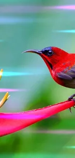 Red bird sits on an exotic flower with a green background.