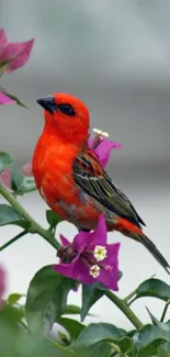 Vibrant red bird perched on purple flowered branch, showcasing vivid nature.