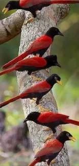 Red birds on branch with green background in mobile wallpaper.