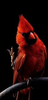 Red cardinal bird against black background.