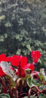 Red flowers in rain with forest background.