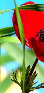 Vivid red flower surrounded by greenery with a clear blue sky.