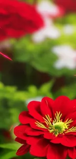 Vivid red flower with green background wallpaper.