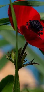 Close-up of a vivid red flower with green leaves and blurred background.