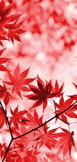 Vivid red maple leaves with a natural pattern background.