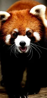 Close-up of adorable red panda on wooden surface.