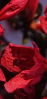 Close-up of vivid red petals on a flower, showcasing intricate textures.