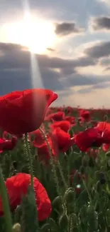 Red poppies in a field at sunset with a luminous sky.