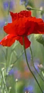 Vibrant red poppy amidst green grass and blue background.