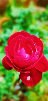 Vivid red rose bloom with blurred green background.