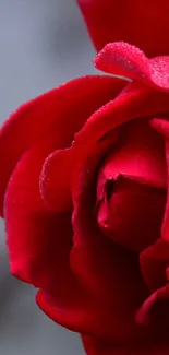 Close-up of a vivid red rose with dewy petals.