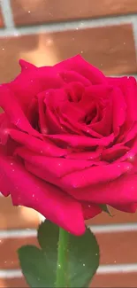 Vibrant red rose with a brick wall background.