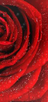 Vivid red rose with dewdrops on petals.