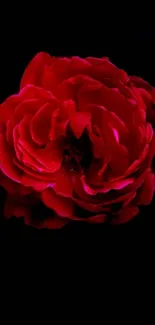 Elegant dark wallpaper with a vivid red rose centered.