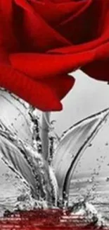 Vivid red rose with water splash on wallpaper.