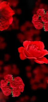 Vivid red roses on a black background.