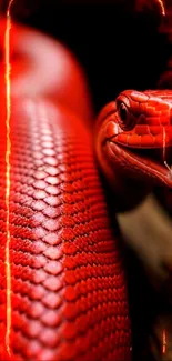 Close-up of a vivid red snake with detailed scales on dark background.